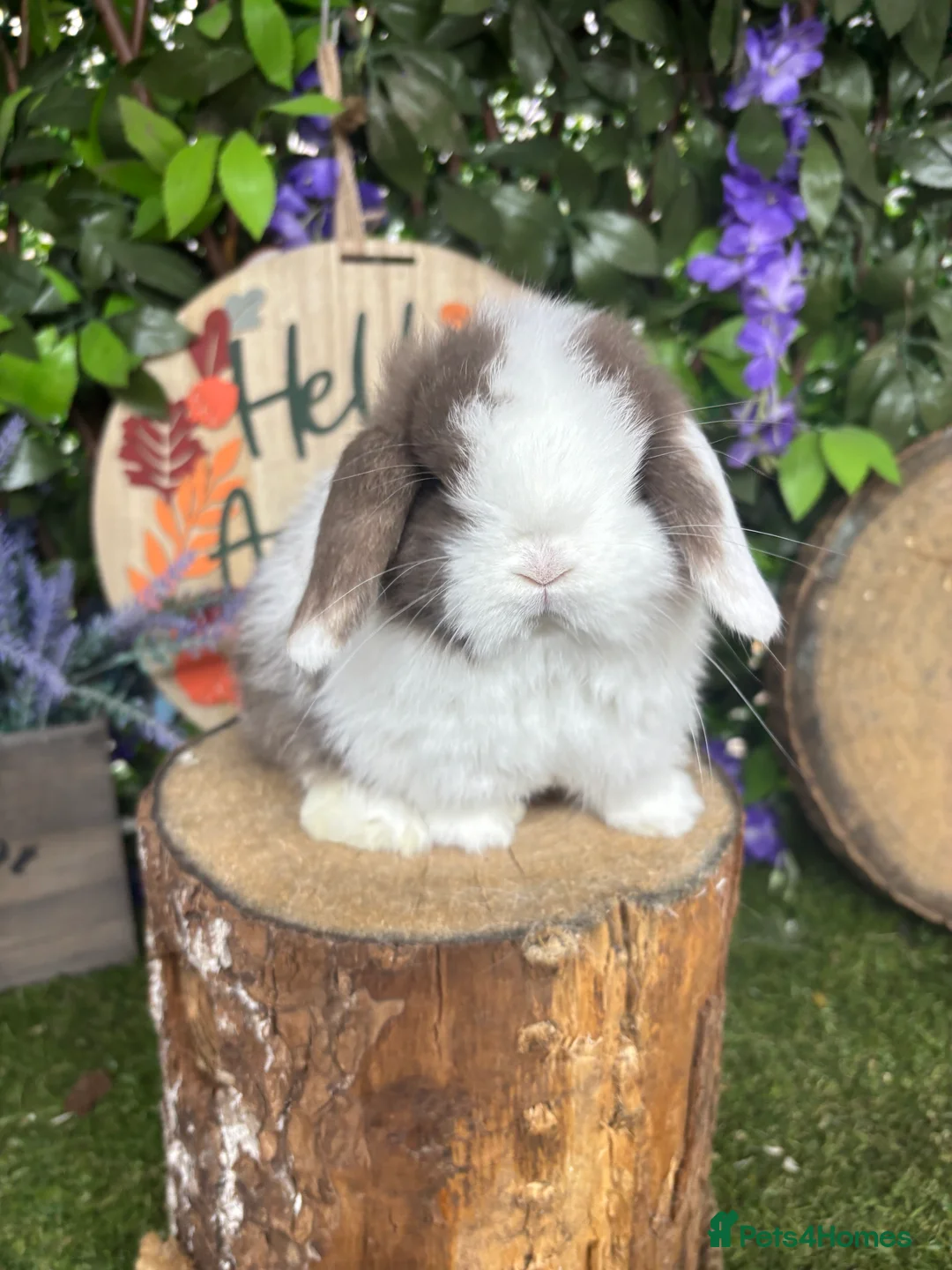 Mini Lop rabbits for sale: 🧡PEDIGREE MINILOPS🧡 - Advert 32
