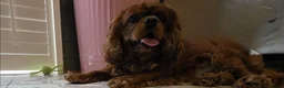 Cavalier King Charles Spaniel dogs for sale: 2 year old ruby cavalier King Charles Spaniel  - Advert 16