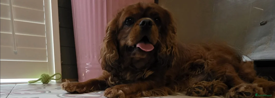 Cavalier King Charles Spaniel dogs for sale: 2 year old ruby cavalier King Charles Spaniel  - Advert 16