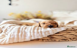 Australian Labradoodle dogs for sale: Red Australian Labradoodle Puppies - WALA Multigen - Image 3