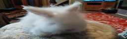 Lionhead rabbits for sale: Stunning DM Lionhead baby rabbits  - Advert 4