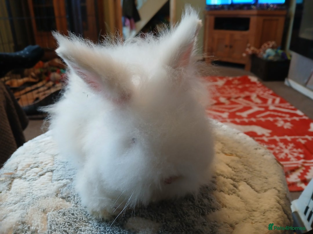 Lionhead rabbits for sale: Stunning DM Lionhead baby rabbits  - Advert 4