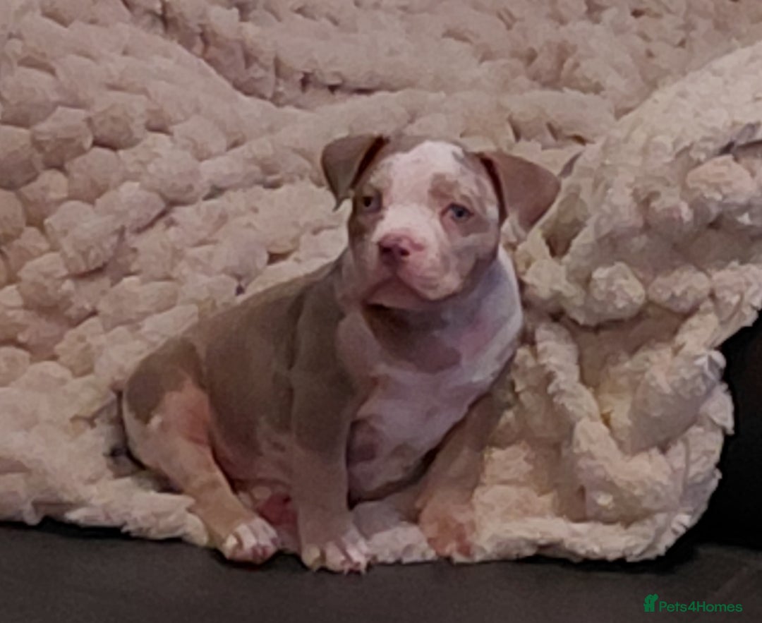 American Bully dogs for sale: LAST GIRL LEFT READY NOW ABKC REG - Advert 1