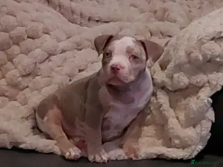 American Bully dogs LAST GIRL LEFT READY NOW ABKC REG - Advert 3