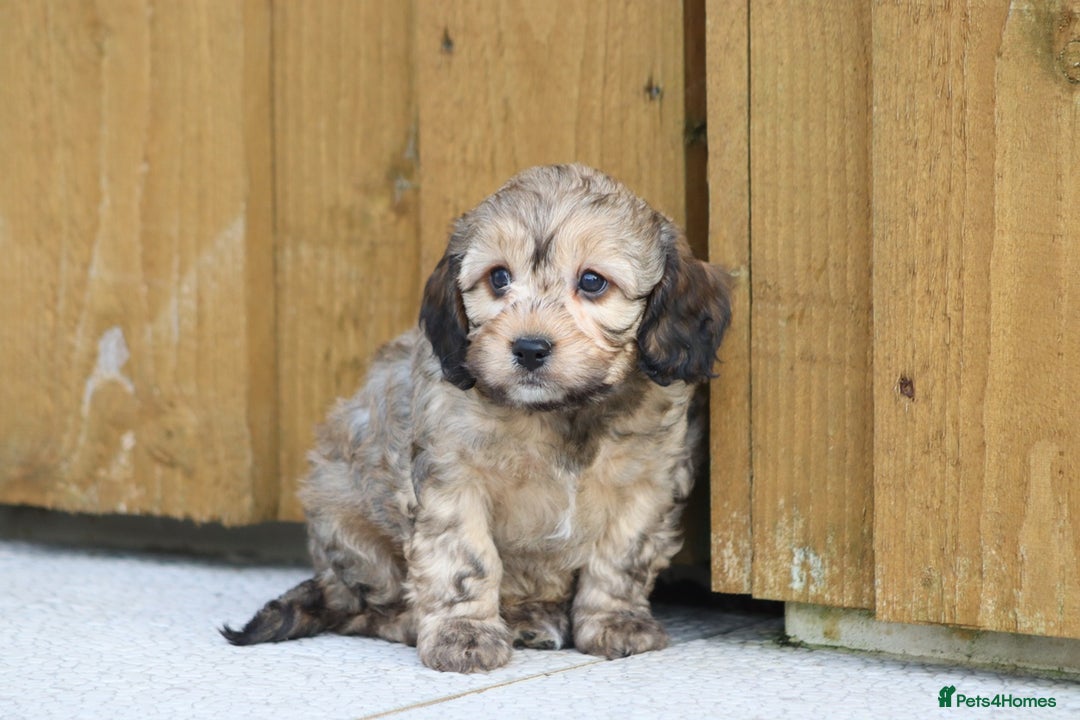 Cockapoo dogs for sale: Cockapoo puppies for sale!  - Advert 17