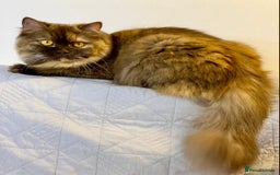 British Longhair cats for sale: Excellent show class kittens  - Image 11