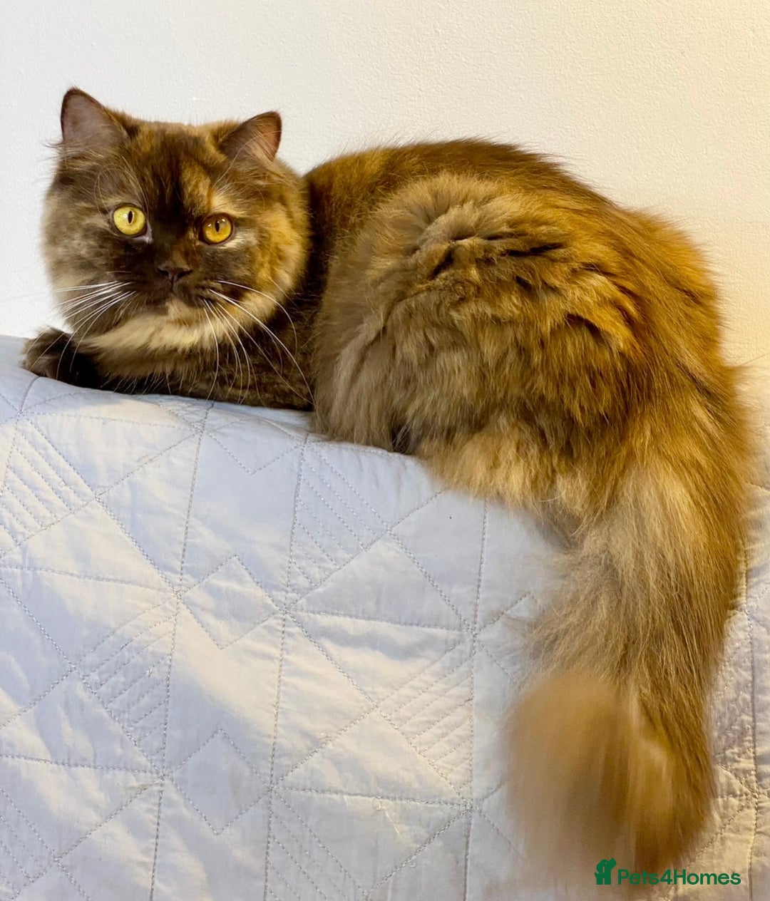 British Longhair cats for sale: Excellent show class kittens  - Image 11