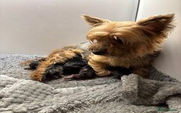 Yorkshire Terrier dogs for sale: Yorkshire terrier puppy boys - Image 10