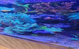 Other/Mixed Breed fish for sale: Beautiful mature reeftank - Image 9