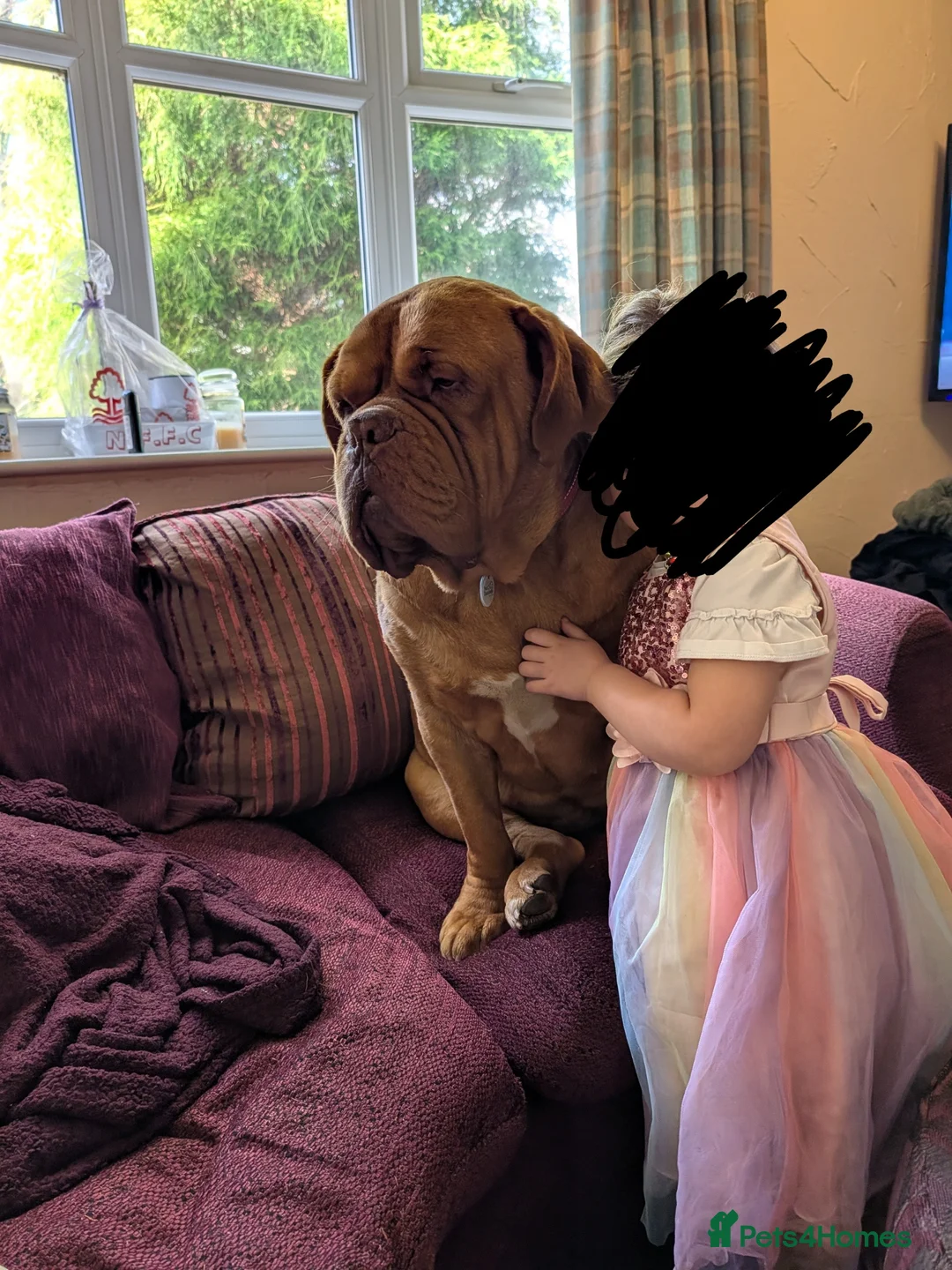 Dogue De Bordeaux dogs for sale: DOGUE DE BORDEAUX apox 3 year old in Nottingham - Advert 1