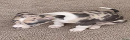 Italian Greyhound dogs for sale: Italian greyhound x whippet - Advert 13