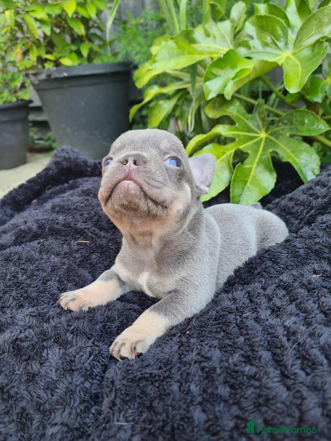 French Bulldog dogs for sale: Big Perm, fluffy and furnished frenchies  - Image 15