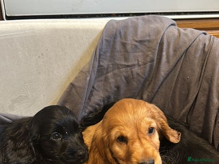 Cocker Spaniel dogs - Advert 17