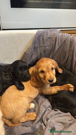 Cocker Spaniel dogs - Advert 16