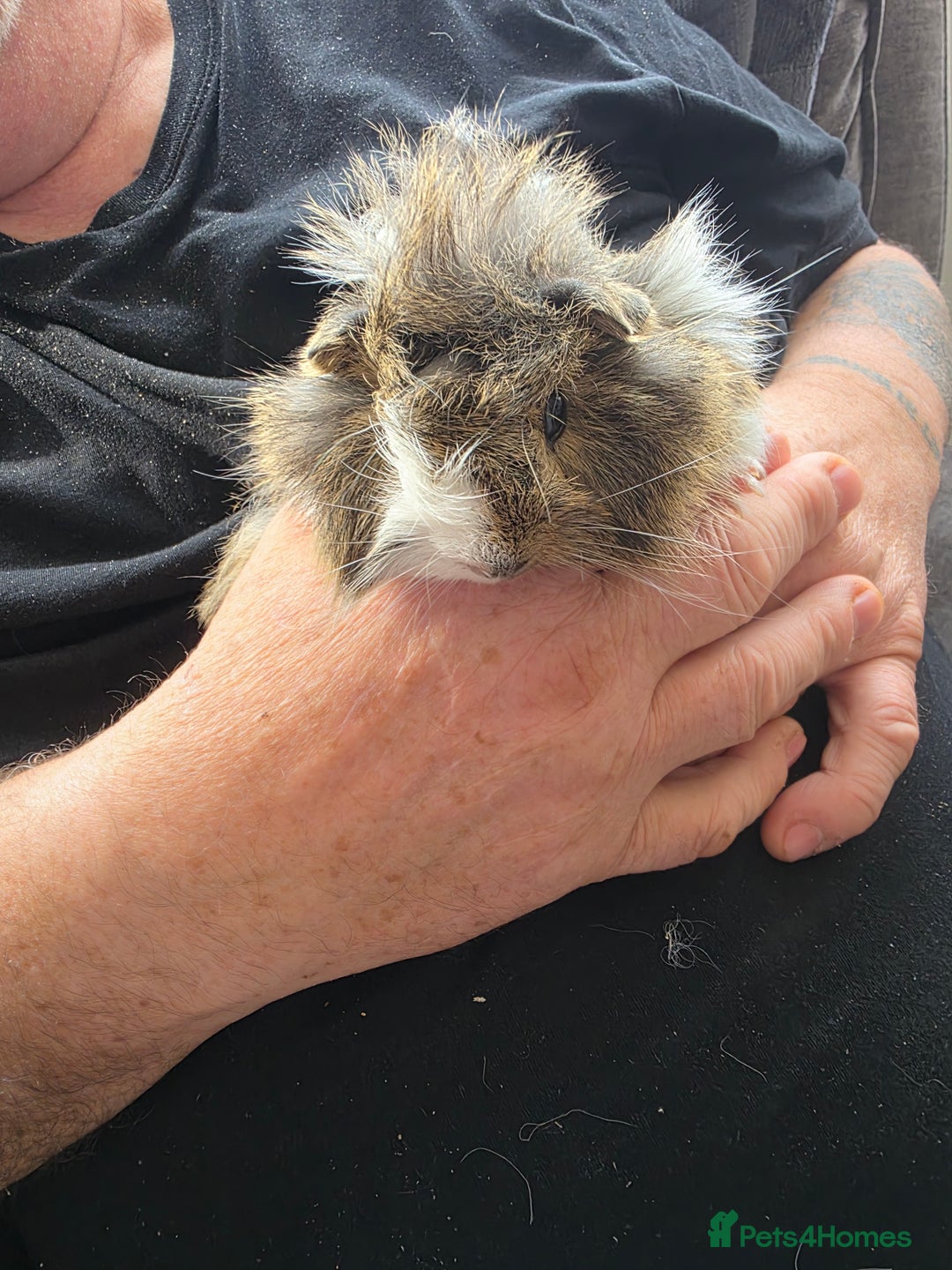 Guinea Pig rodents for sale: Male guinea pigs - Image 3