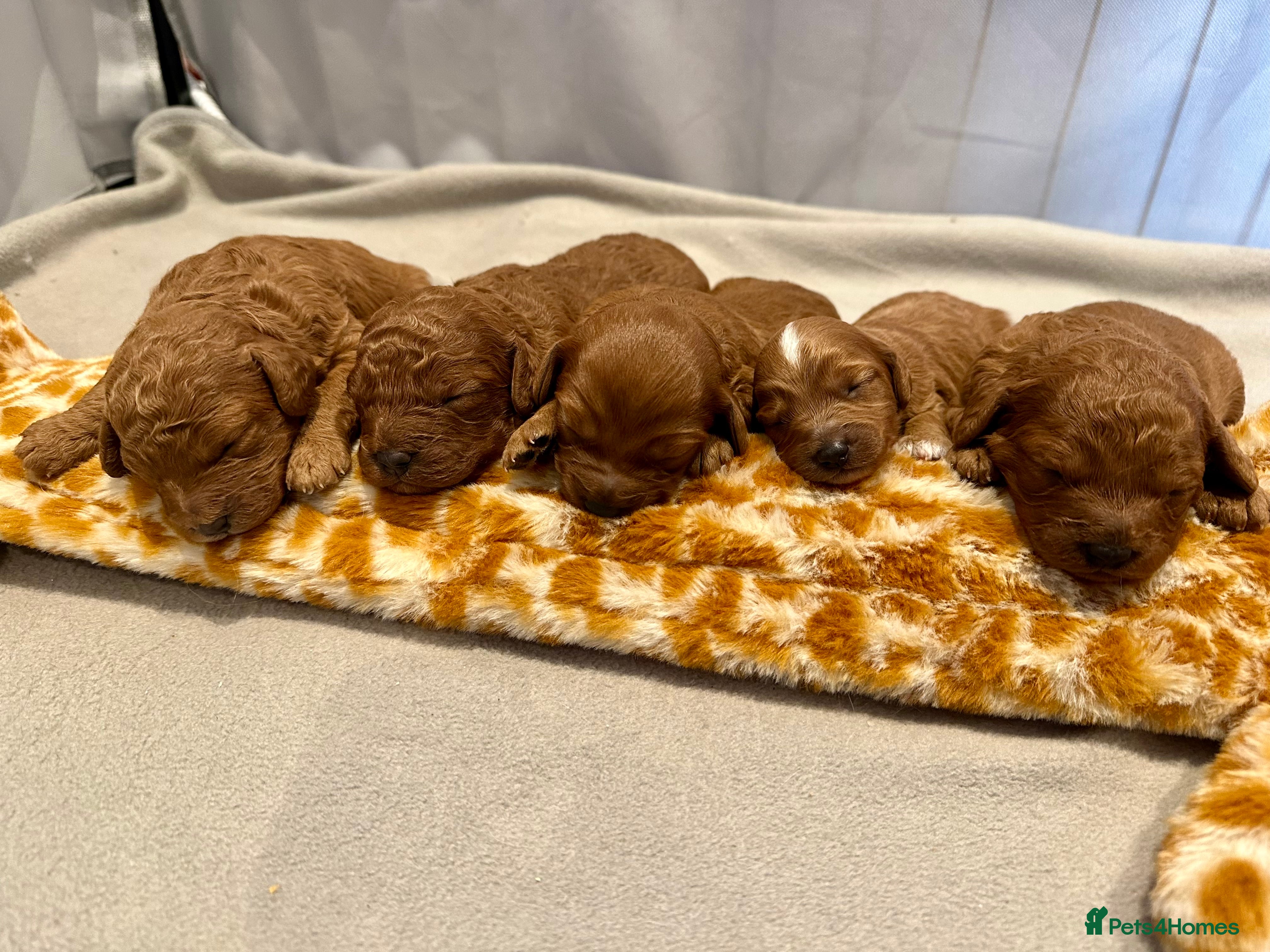 Cavapoo dogs Toy F1b Cavapoo puppies  - Advert 11