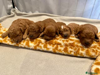 Cavapoo dogs Toy F1b Cavapoo puppies - Advert 8