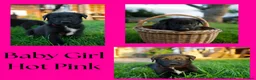 Mixed Breed dogs for sale: Beautiful FarmBred Shollie Puppies–Ready16thAugust - Advert 12