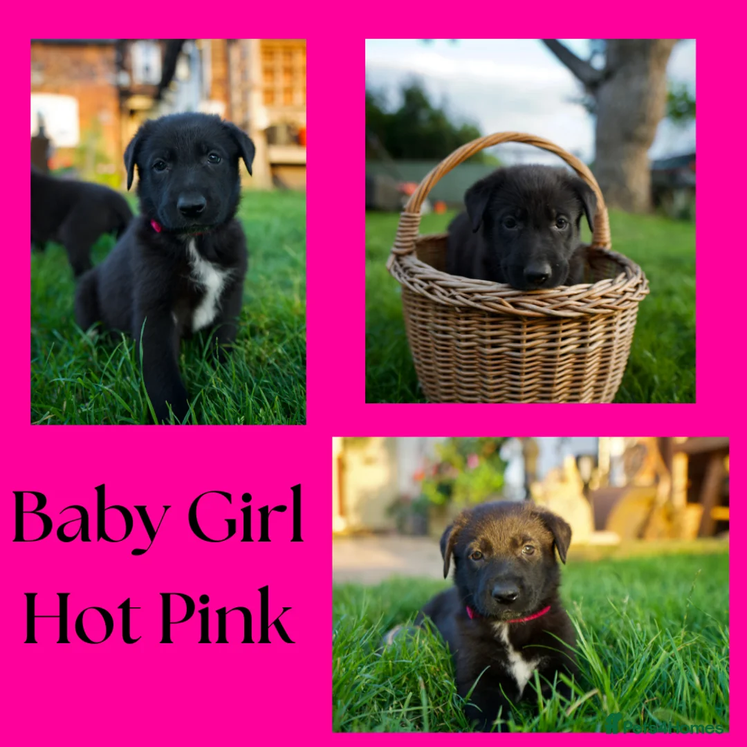 Mixed Breed dogs for sale: Beautiful FarmBred Shollie Puppies–Ready16thAugust - Advert 12