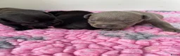 Staffordshire Bull Terrier dogs for sale: Kc Staffordshire bull terrier  - Advert 6