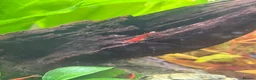 Shrimps fish for sale: Red Cherry Shrimp for sale in Bristol - Advert 1