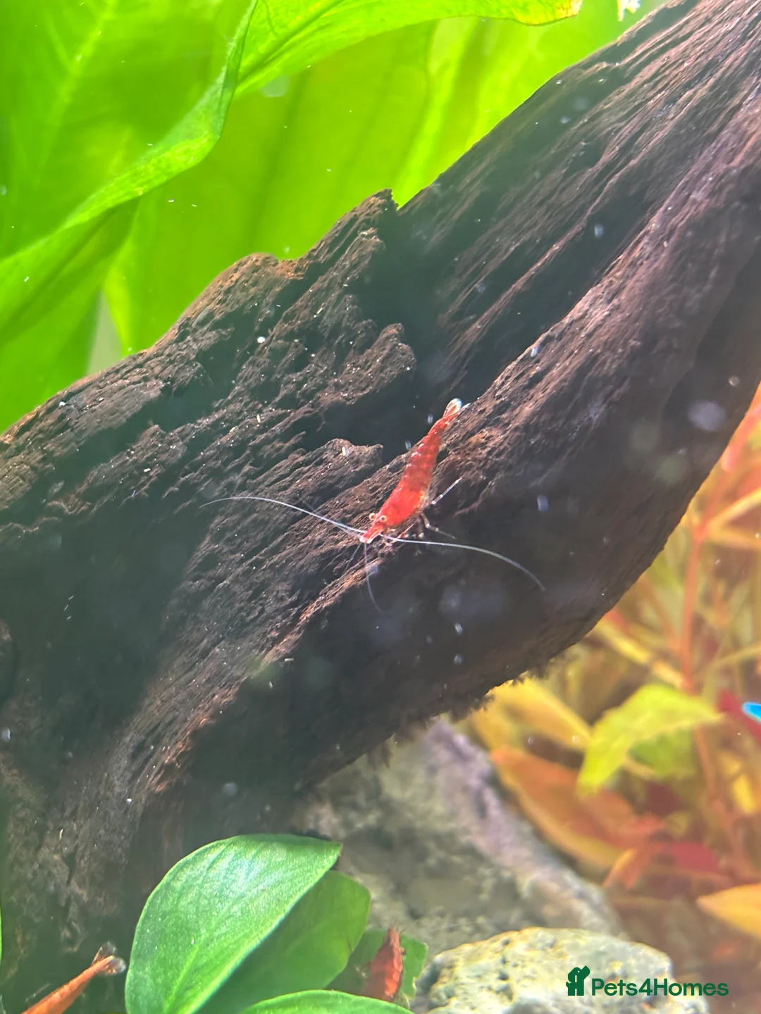 Shrimps fish for sale: Red Cherry Shrimp for sale in Bristol - Advert 1