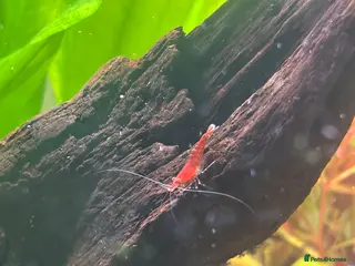 Shrimps fish Red Cherry Shrimp for sale in Bristol - Advert 13