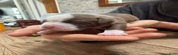 Mixed Breed dogs for sale: English bull dog cross springer  - Advert 13