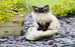 Ragdoll cats for sale: GCCF seal point Ragdoll male 4 yrs old  - Image 7