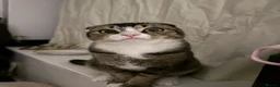 Scottish Fold cats for sale: Male Scottish fold  - Advert 3