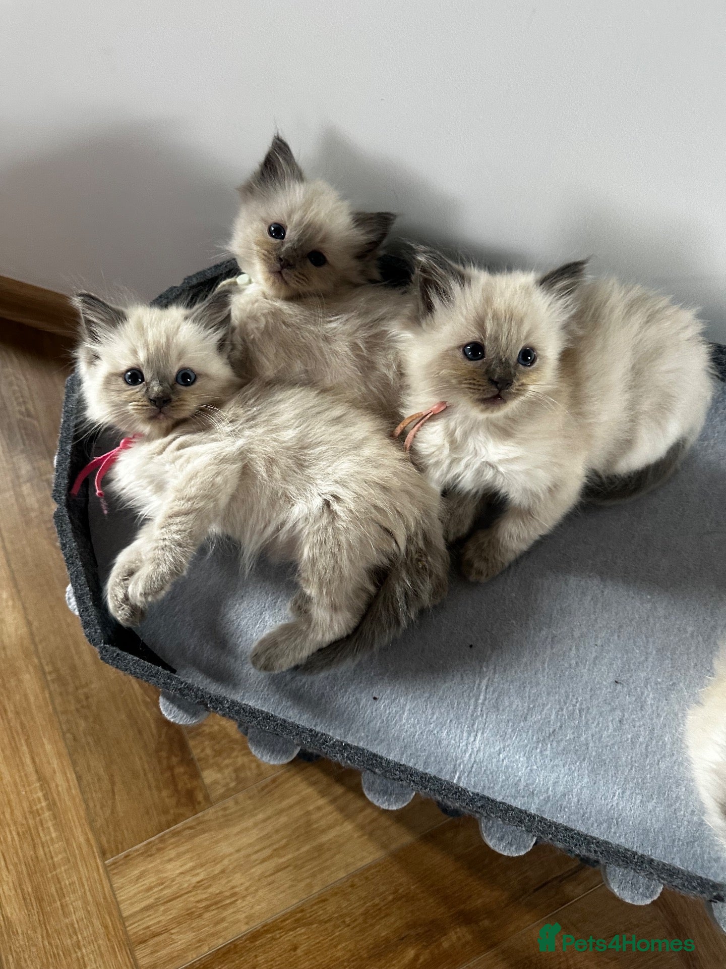 Ragdoll cats Beautiful Ragdoll kittens – 3 boys & 2 girls 🐾 - Advert 7