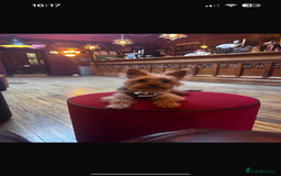 Yorkshire Terrier dogs for stud: Stud  - Image 3