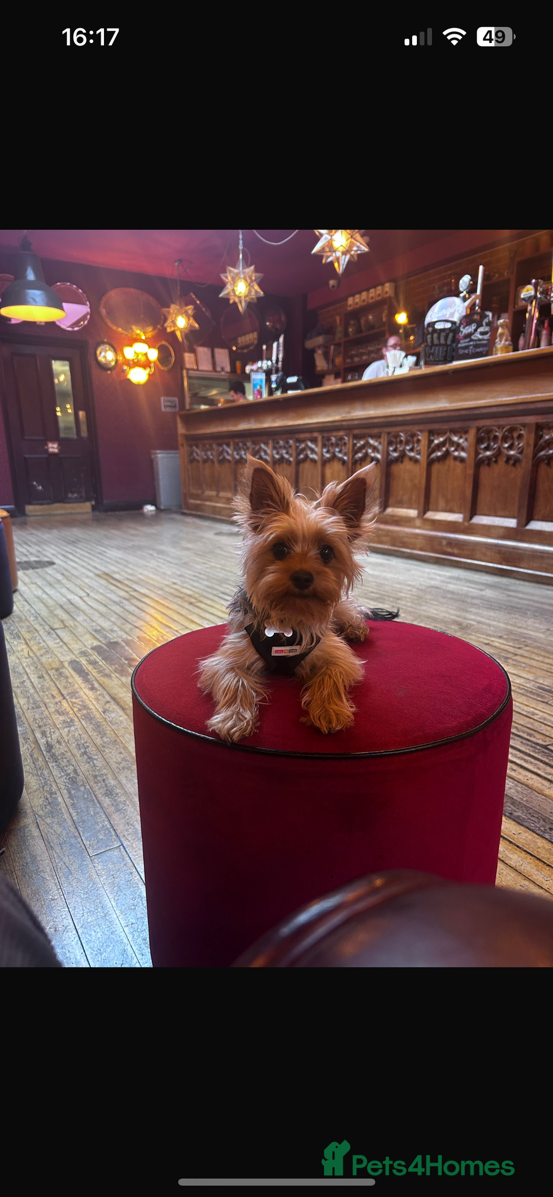 Yorkshire Terrier dogs for stud: Stud  - Image 3