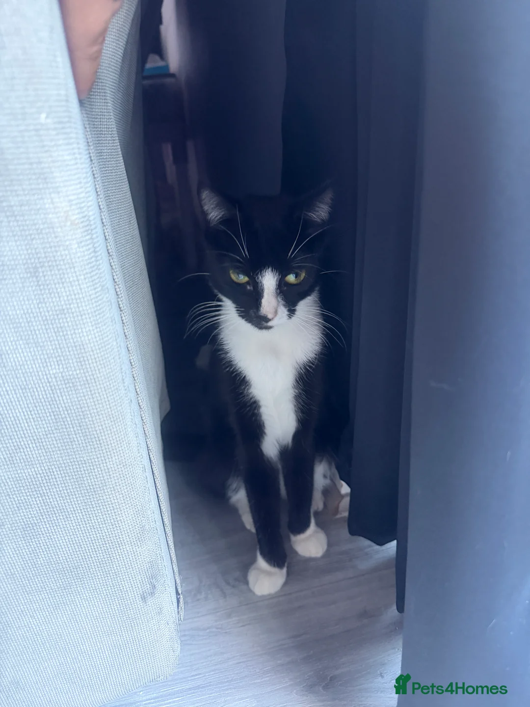 Mixed Breed cats for sale: 3 babies needing forever home - Advert 2