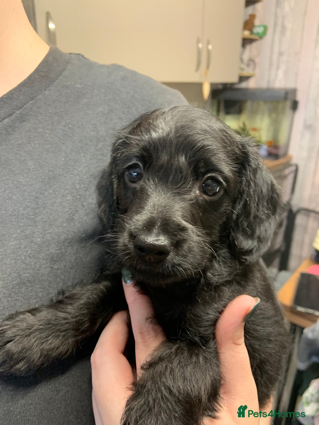 Doxiepoo dogs for sale: Gorgeous Doxipoo puppies  - Image 11