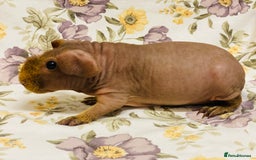 Guinea Pig rodents for sale: Skinny pig, werewolf and Baldwin breeder - Advert 2