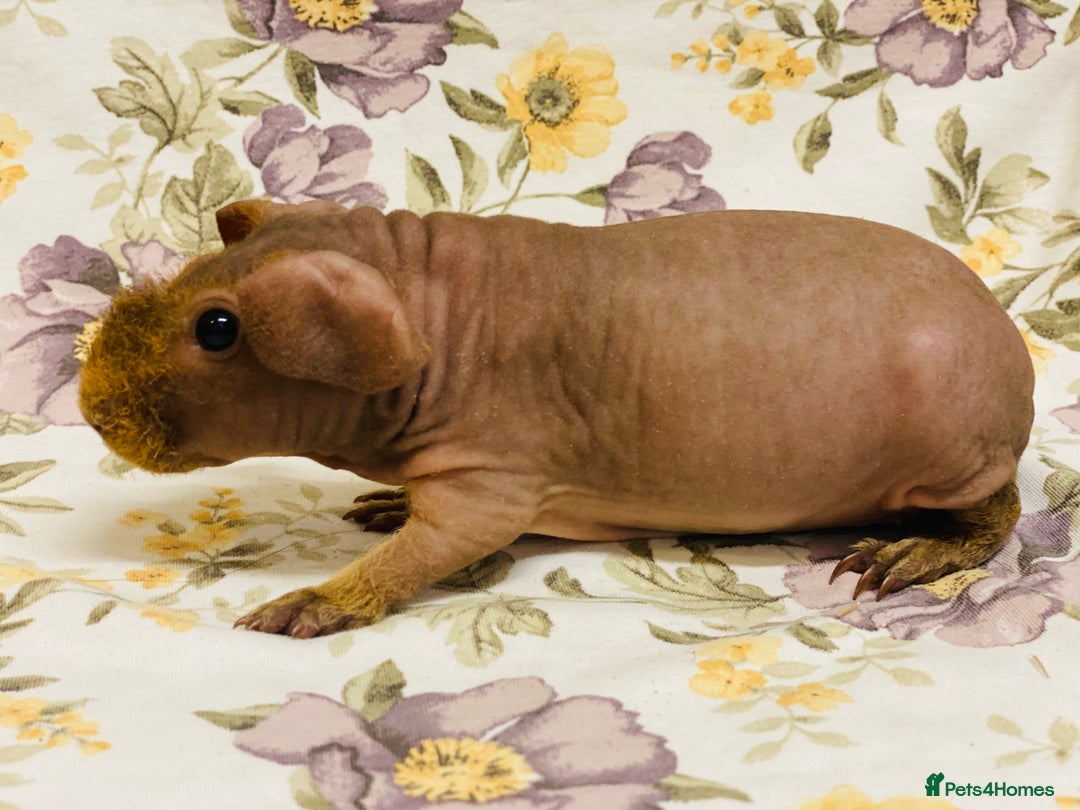 Guinea Pig rodents for sale: Skinny pig, werewolf and Baldwin breeder - Advert 2