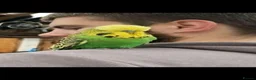 Budgerigars birds for sale: Baby Budgies, Tame Budgies, and Cockatiels - Advert 3