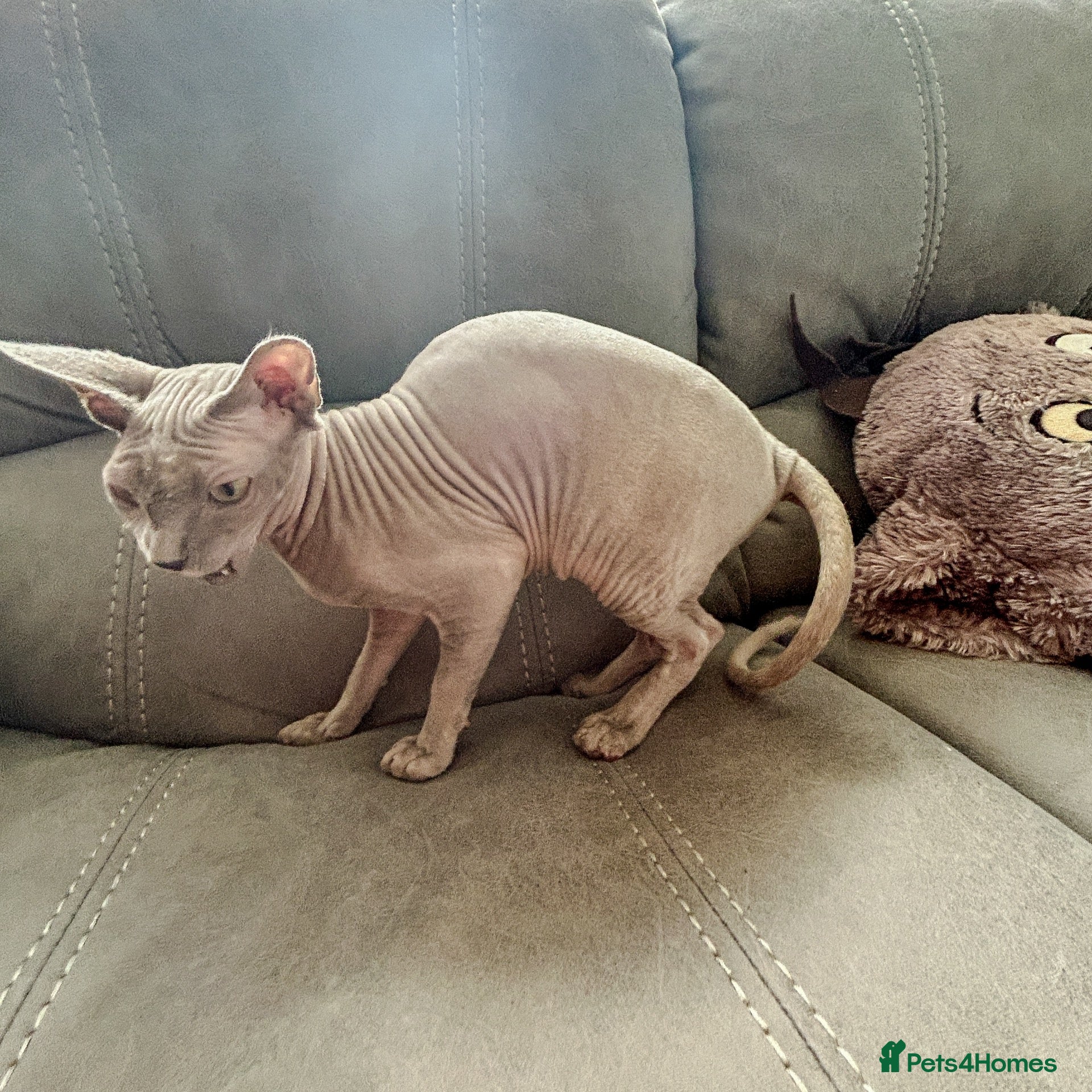 Sphynx cats Urgent - Petite Silver Sphynx Girl needs new home - Advert 1