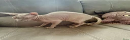 Sphynx cats for sale: Urgent - Petite Silver Sphynx Girl needs new home - Advert 2