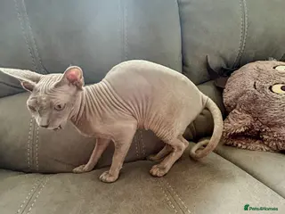 Sphynx cats Urgent - Petite Silver Sphynx Girl needs new home - Advert 1