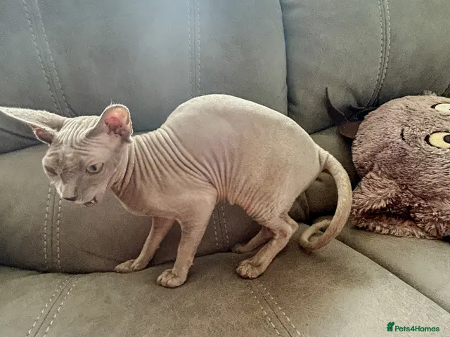 Sphynx cats Urgent - Petite Silver Sphynx Girl needs new home - Advert 5