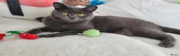 British Shorthair cats for sale: British shorthair kitten - Advert 11