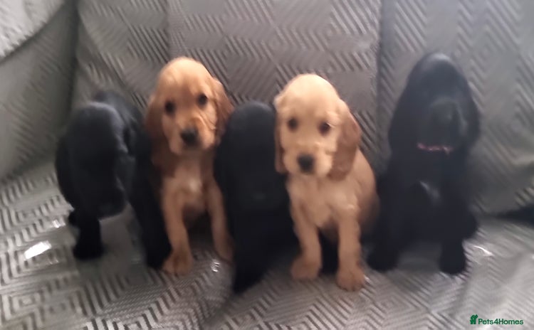 Cocker Spaniel dogs - Advert 1