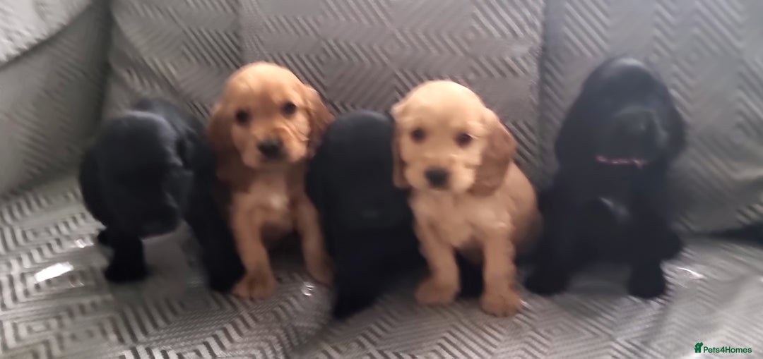Cocker Spaniel dogs for sale: Show type cocker spaniel puppies  - Image 1