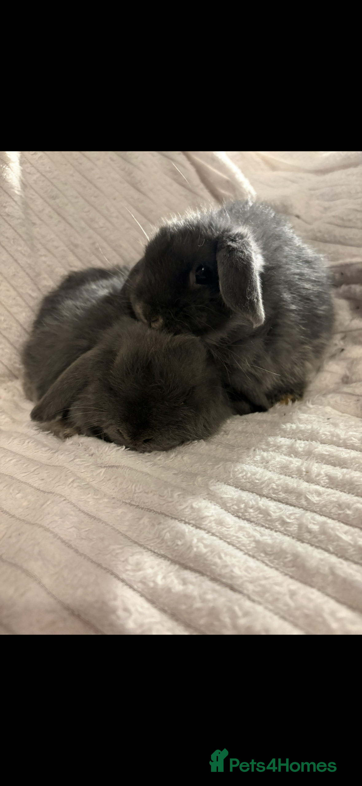 Mini Lop rabbits Lovely little mini lop baby bunny rabbits - Advert 5