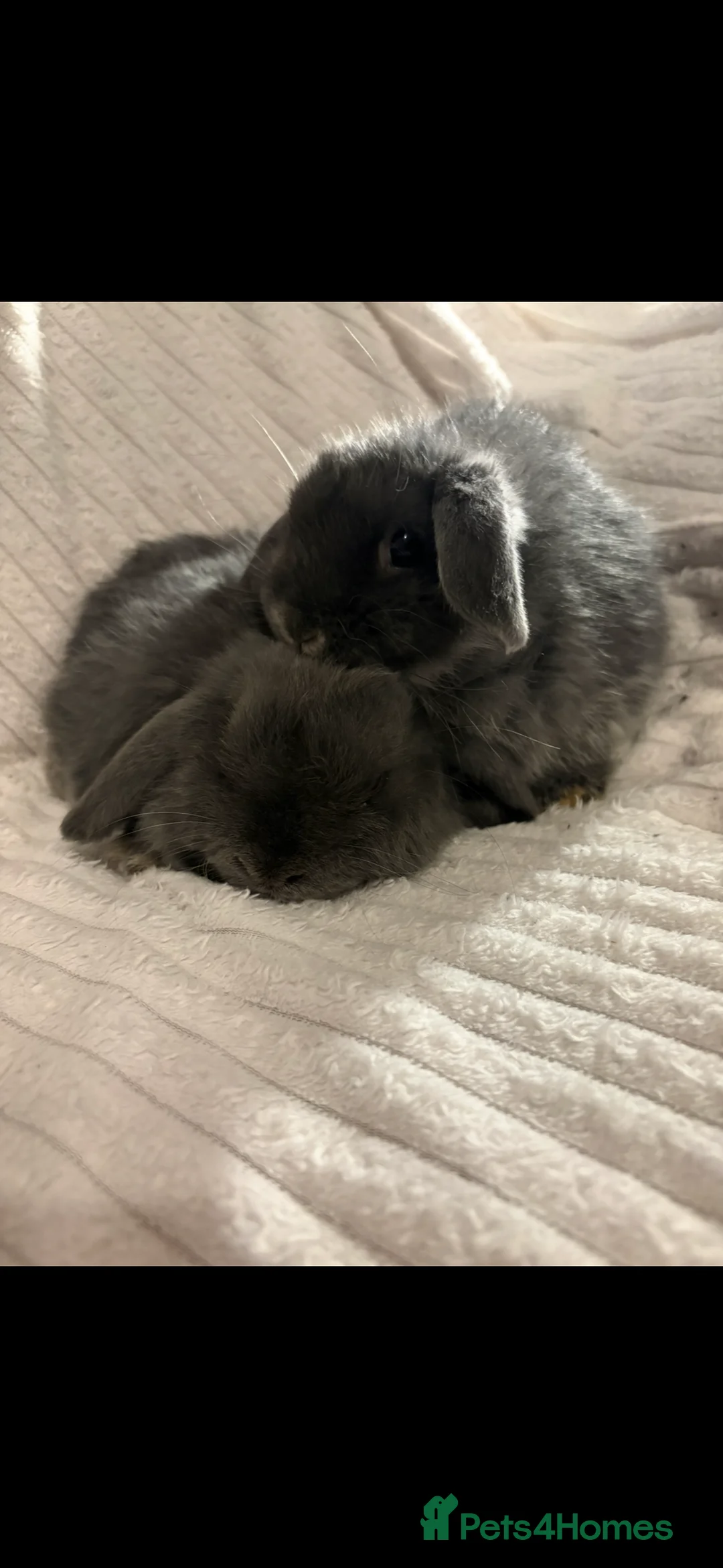 Mini Lop rabbits for sale: Lovely little mini lop baby bunny rabbits - Advert 1