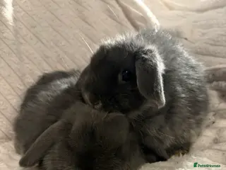 Mini Lop rabbits Lovely little mini lop baby bunny rabbits - Advert 5