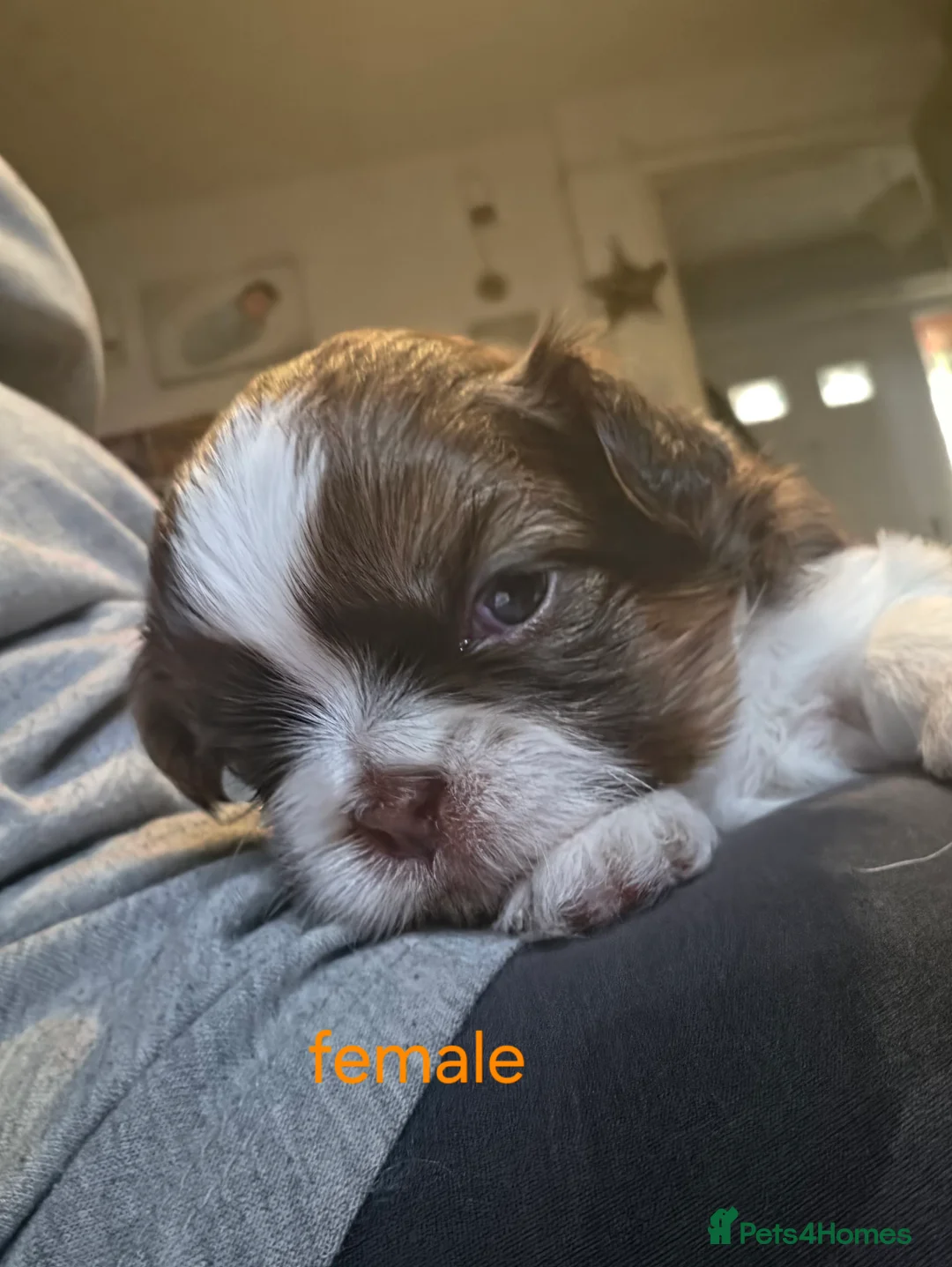Shih Tzu dogs for sale: Shih tuz puppies  - Advert 6