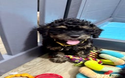 Cavapoo dogs for sale: READY NOW! Adorable Phantom F1b Cavapoo puppies  - Image 31